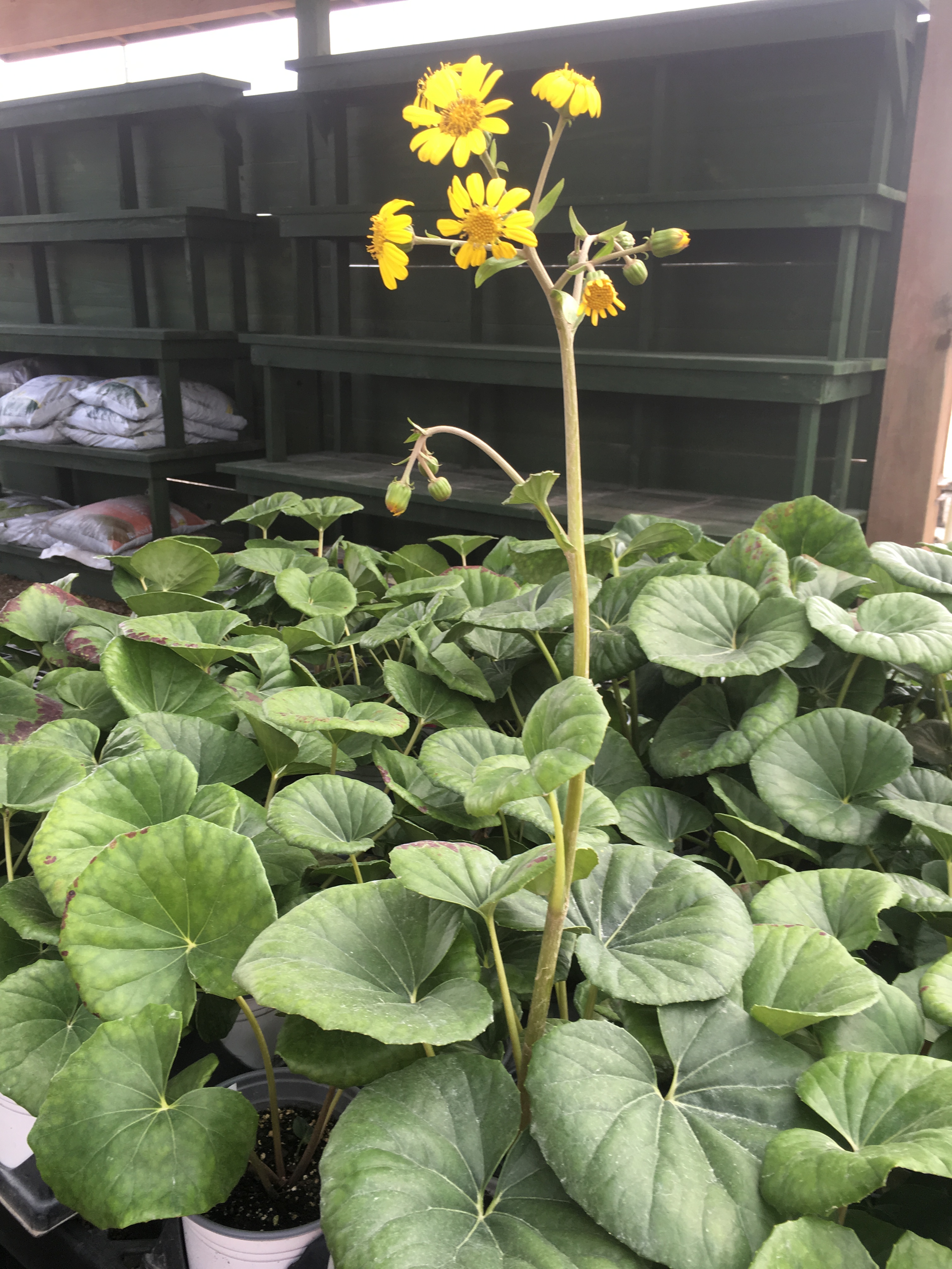 Gigantea Leopard Plant Or Ligularia Shades Of Texas Nursery