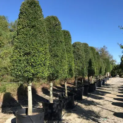 Houston, TX Plant Nursery