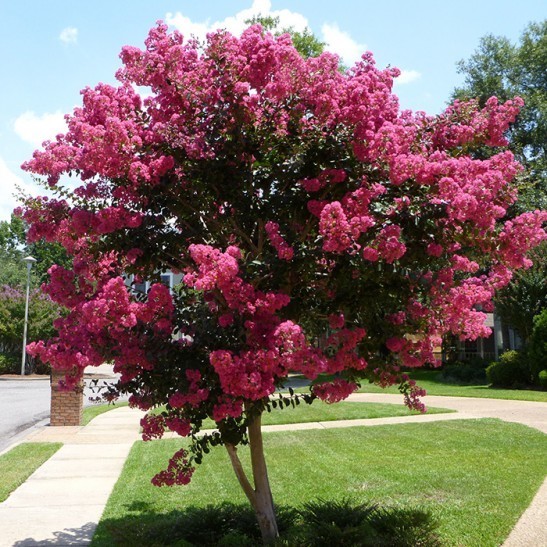 Trees – Shades of Texas Nursery & Landscaping – The Woodlands ...