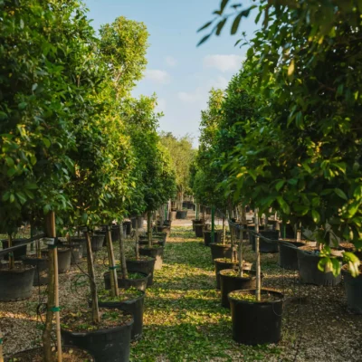Tree Nurseries The Woodlands, TX