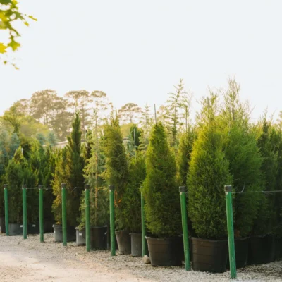 Tree Nurseries Houston, TX