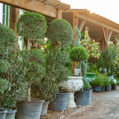 Wholesale Topiaries and Ornamentals Houston, TX Landscape