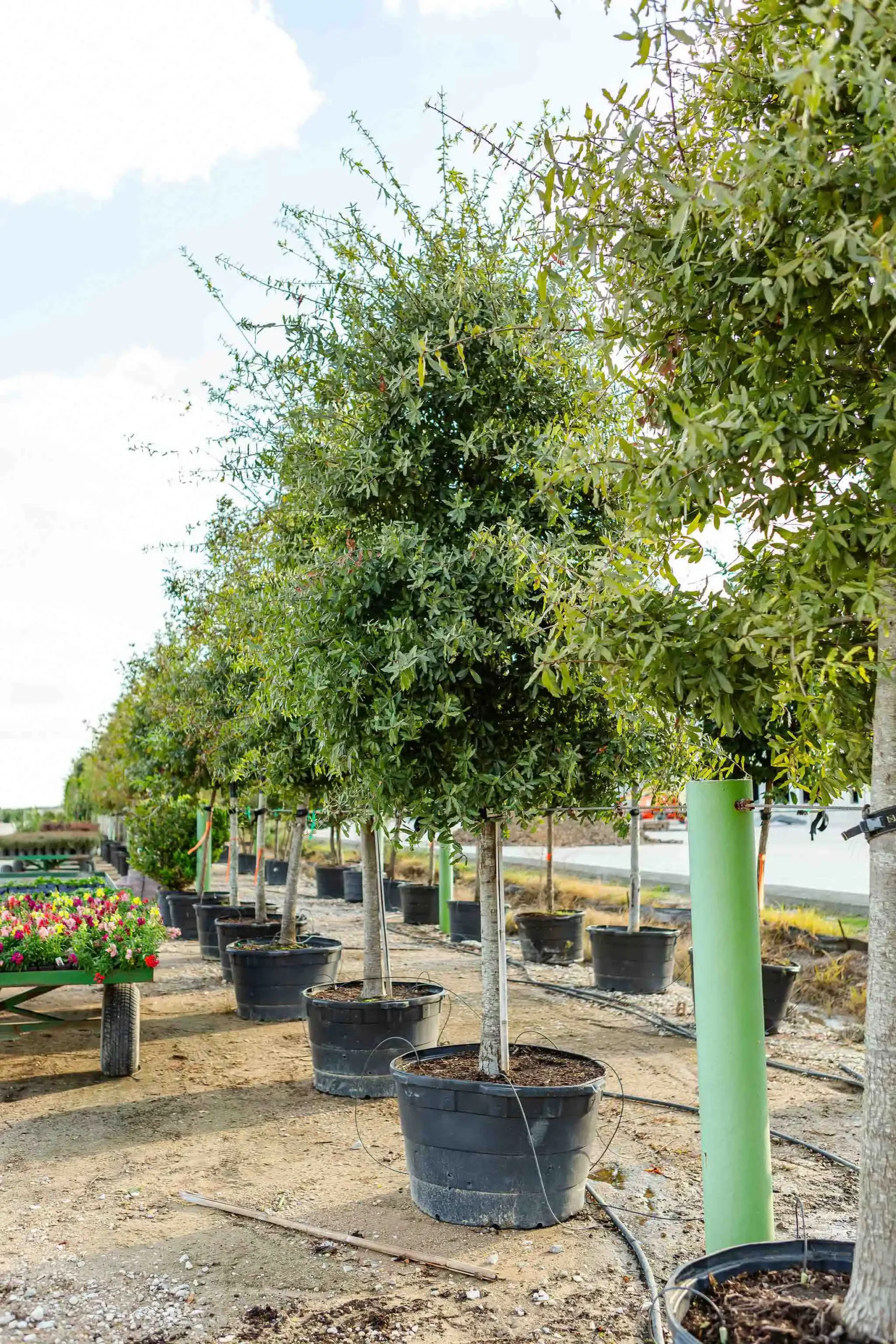 Shadesoftx 10 Tree Nurseries Houston, TX