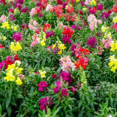Annuals and Perennials Houston, TX