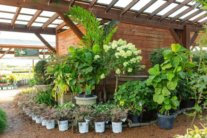 Wholesale Topiaries and Ornamentals Houston, TX Landscape