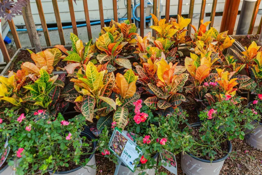 Wholesale Nursery Houston, TX