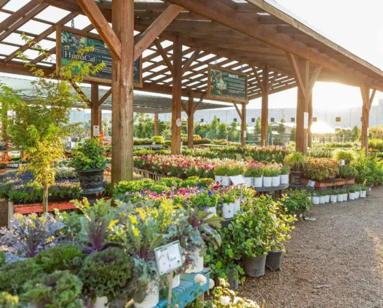 Wholesale Topiaries and Ornamentals Houston, TX Landscape