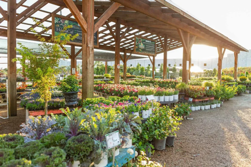 Wholesale Topiaries and Ornamentals Houston, TX Landscape