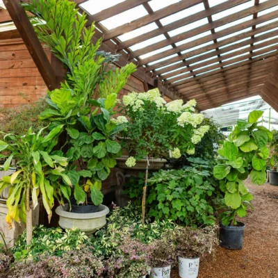 Wholesale Topiaries and Ornamentals Houston, TX Landscape