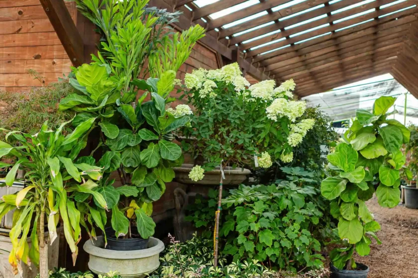 大型本 Ornamental Plants in the Landscape 大型本 Ornamental Plants in the Landscape - メルカリ