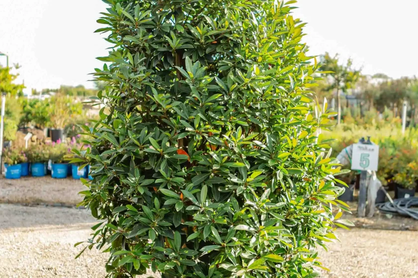 Tree Nurseries Houston, TX