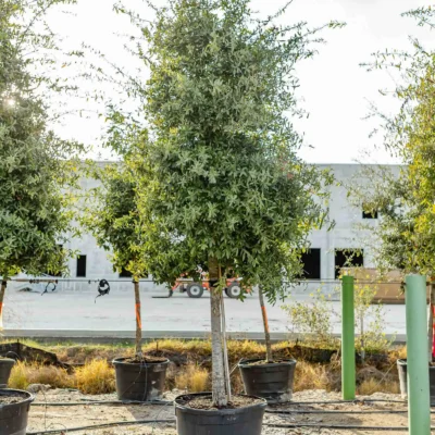 Tree Nurseries Houston, TX
