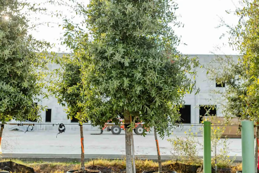 Tree Nurseries Houston, TX