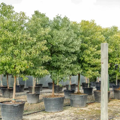 Tree Nurseries Houston, TX
