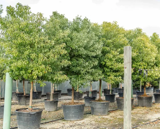 Tree Nurseries Houston, TX