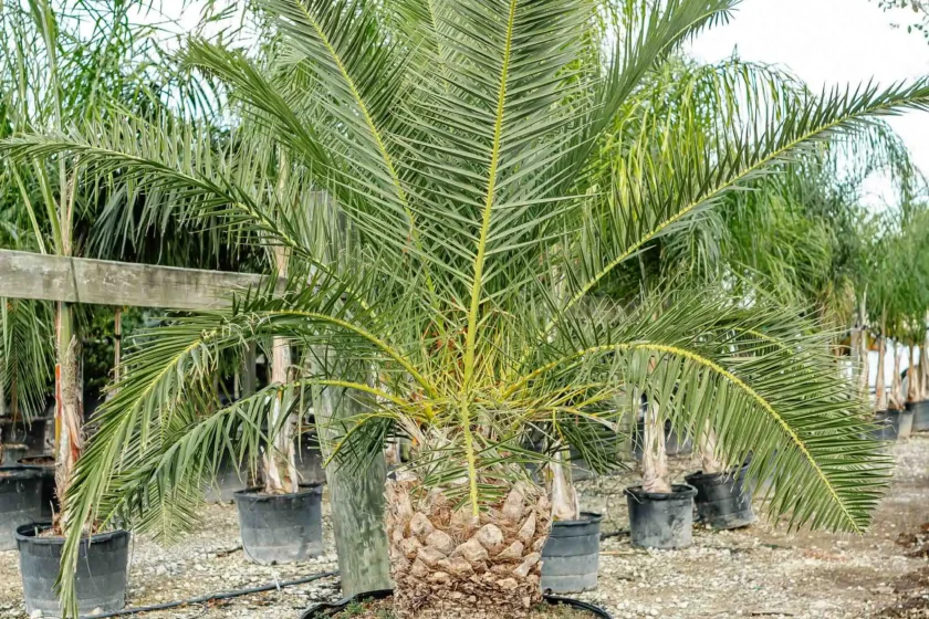 Tree Nurseries Houston, TX