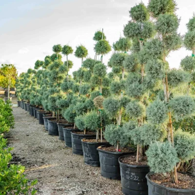 Tree Nurseries Houston, TX