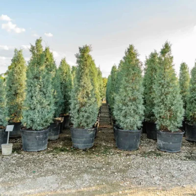 Tree Nurseries Houston, TX