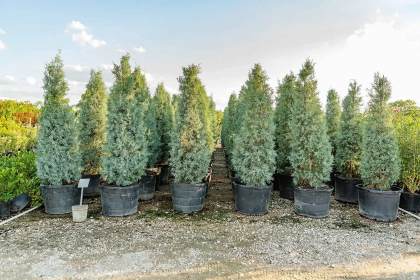 Tree Nurseries Houston, TX