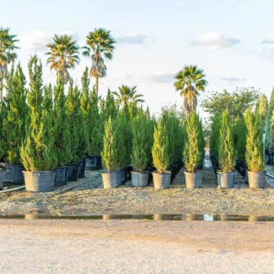 Tree Nurseries Houston, TX