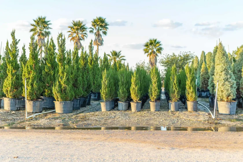 Tree Nurseries Houston, TX