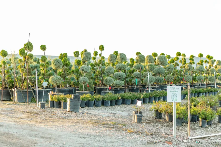 Wholesale Topiaries and Ornamentals Houston, TX Landscape