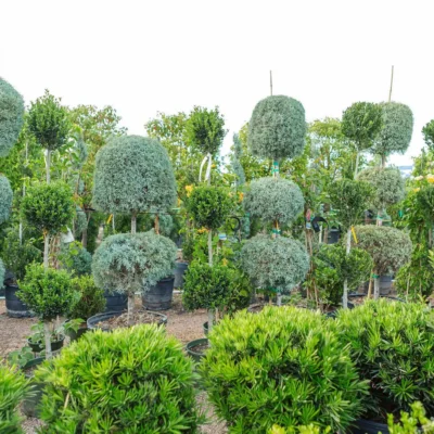 Wholesale Topiaries and Ornamentals Houston, TX Landscape