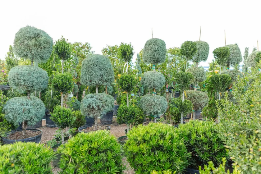 Wholesale Topiaries and Ornamentals Houston, TX Landscape