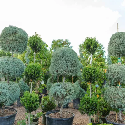 Wholesale Topiaries and Ornamentals Houston, TX Landscape