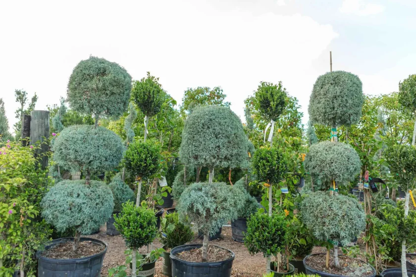 Wholesale Topiaries and Ornamentals Houston, TX Landscape