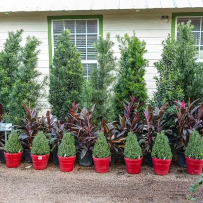 Outdoor Planters and Materials in Houston, TX