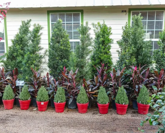 Outdoor Planters and Materials in Houston, TX
