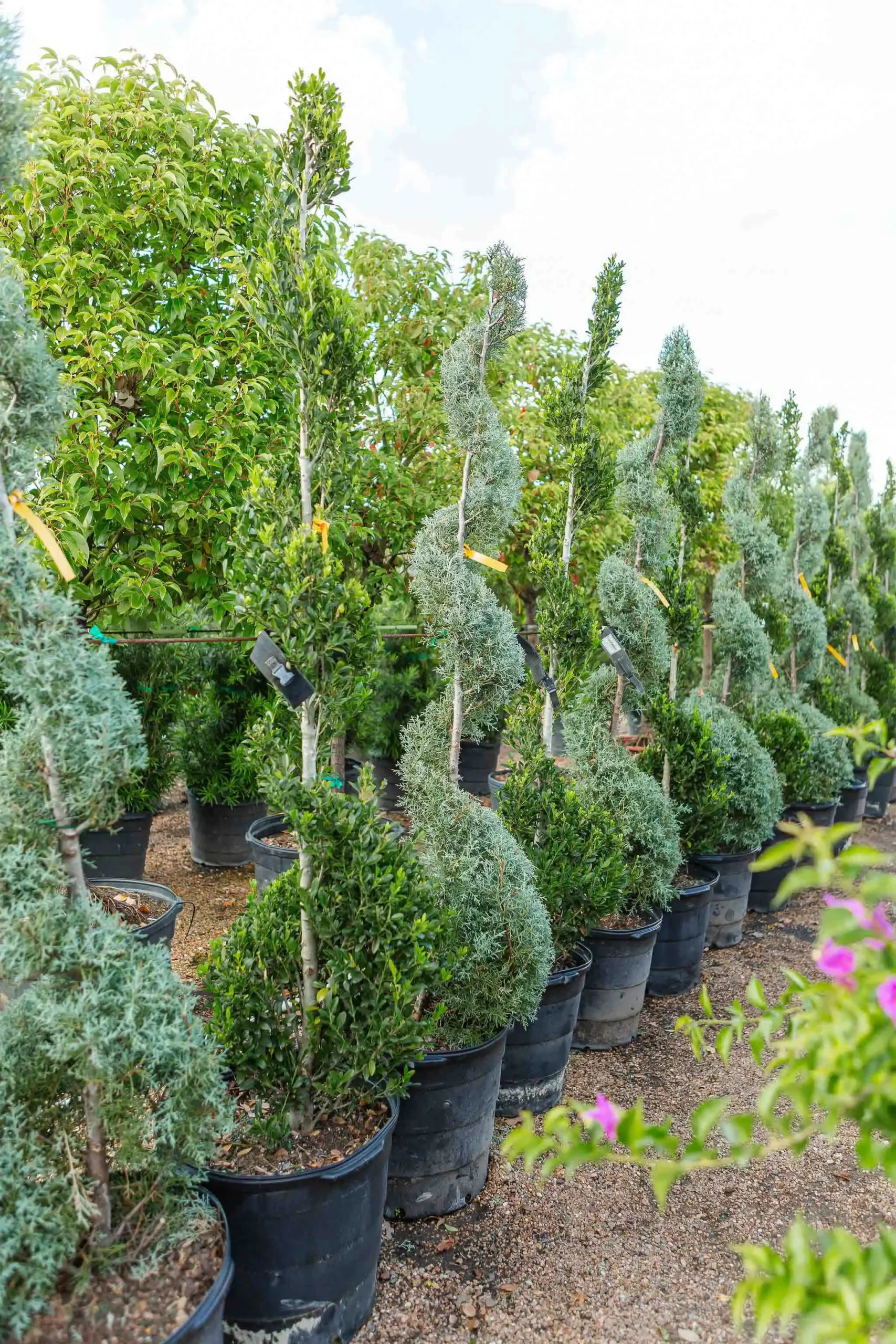 Txshades 6 Wholesale Topiaries and Ornamentals Houston, TX Landscape