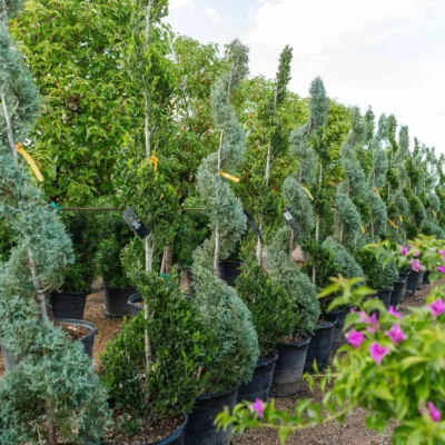 Wholesale Topiaries and Ornamentals Houston, TX Landscape