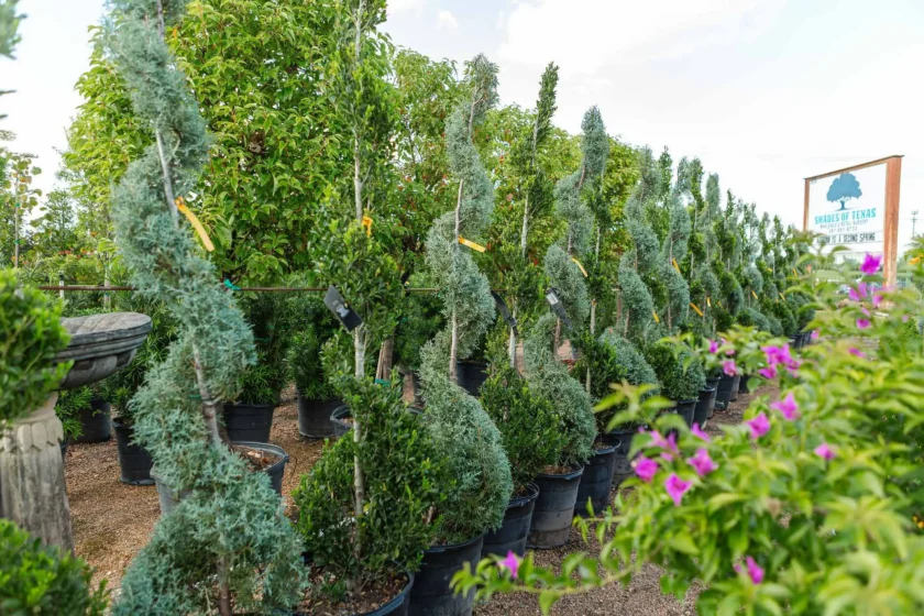 Wholesale Topiaries and Ornamentals Houston, TX Landscape