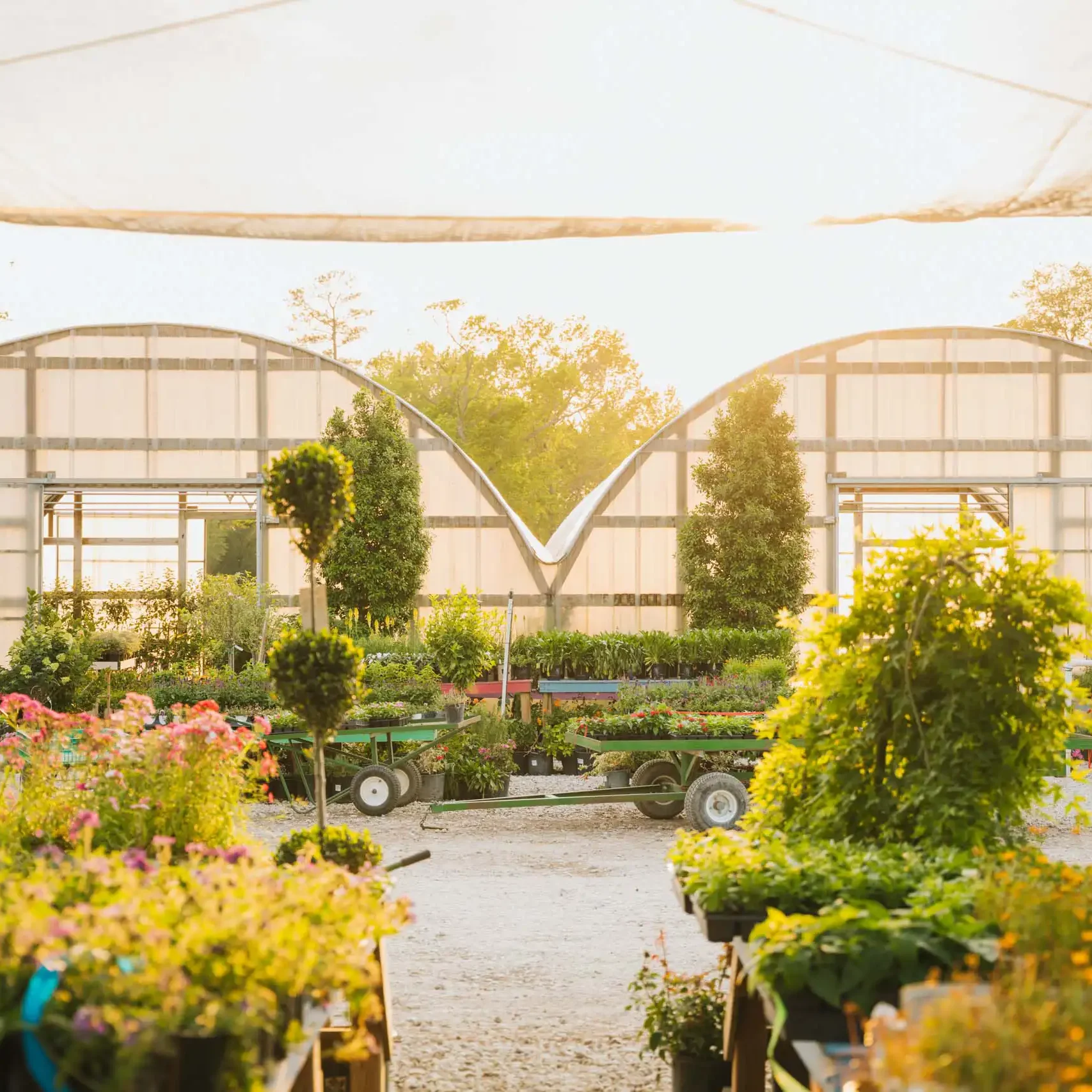 Wholesale Nurseries The Woodlands, TX