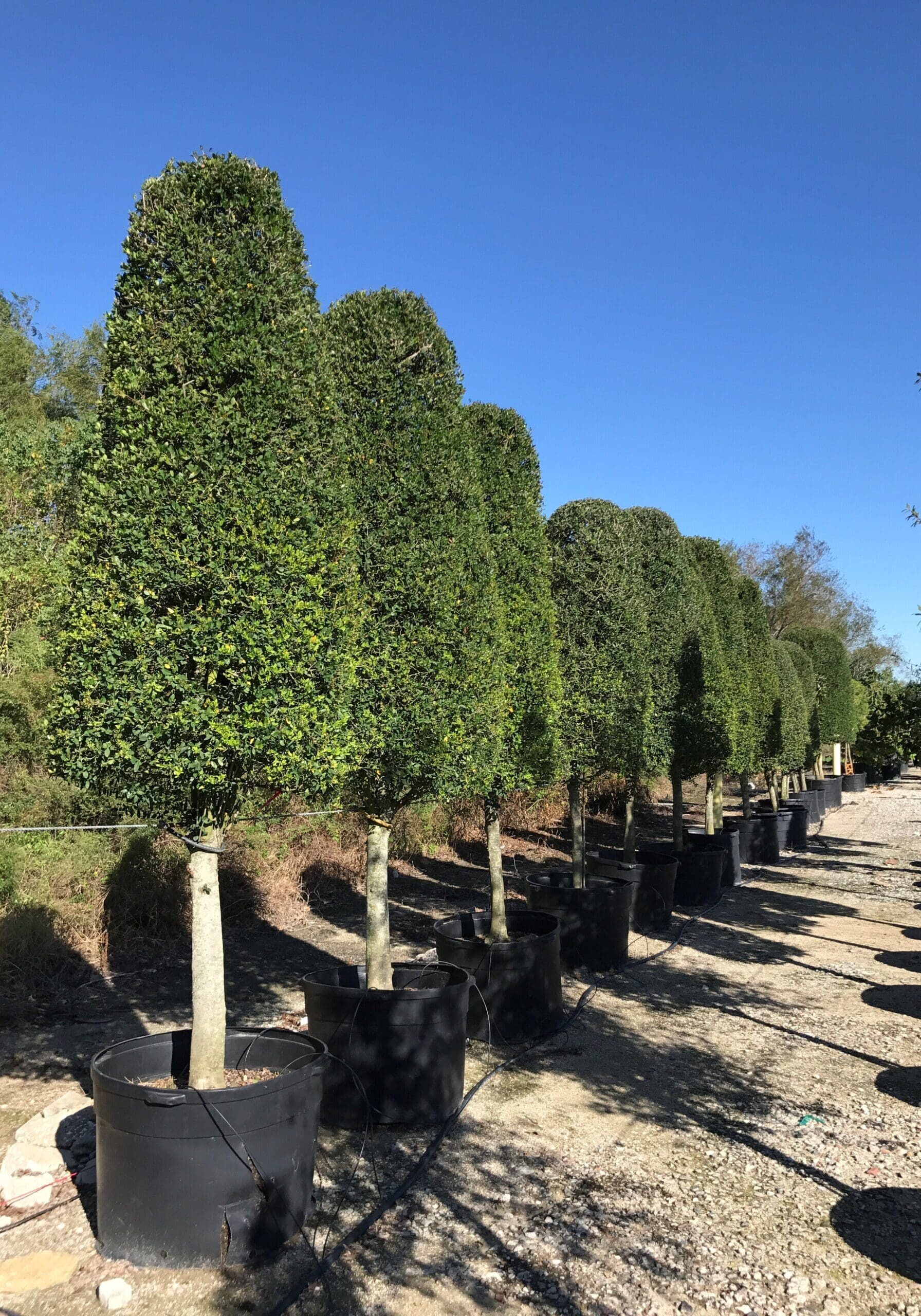 Hastings Yaupon E1511393294813 Houston, TX Plant Nursery