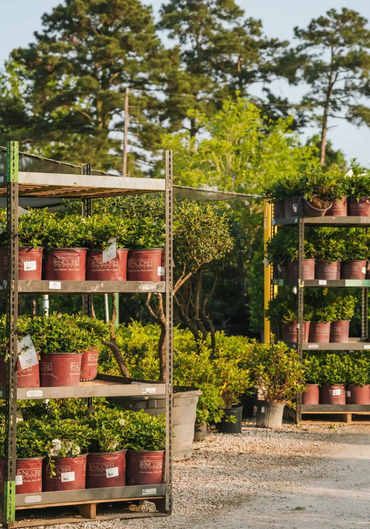 Conroe Tx Tree Nurseries1