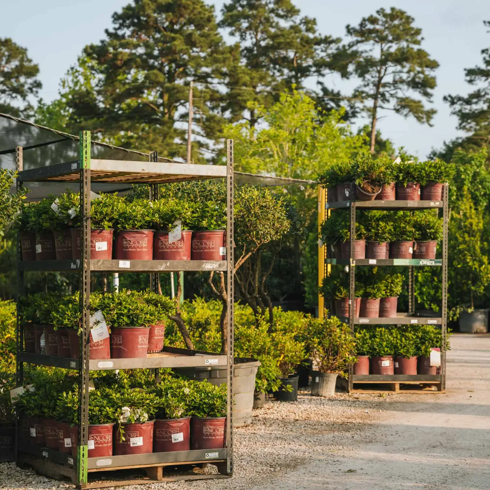 Conroe Tx Tree Nurseries1