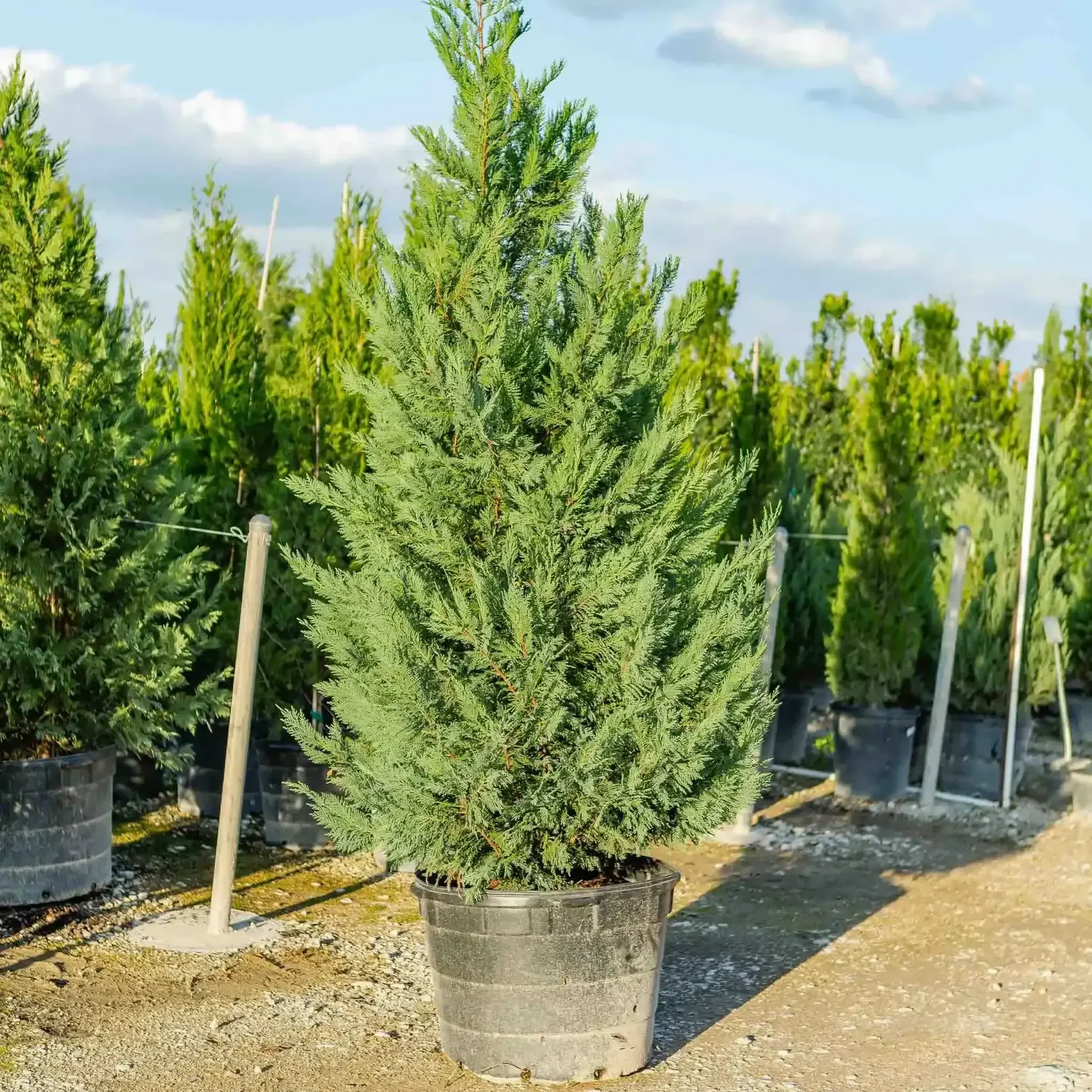 Magnolia Tx Tree Nurseries (1) Magnolia Tx Tree Nurseries (1)