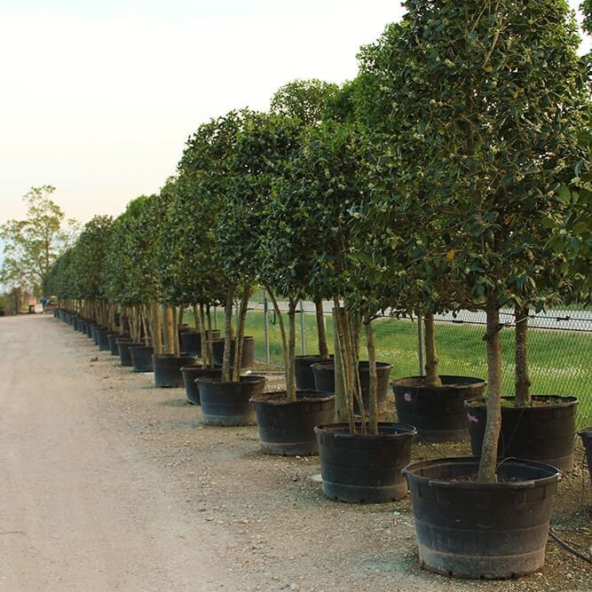Montgomery Tx Tree Nurseries