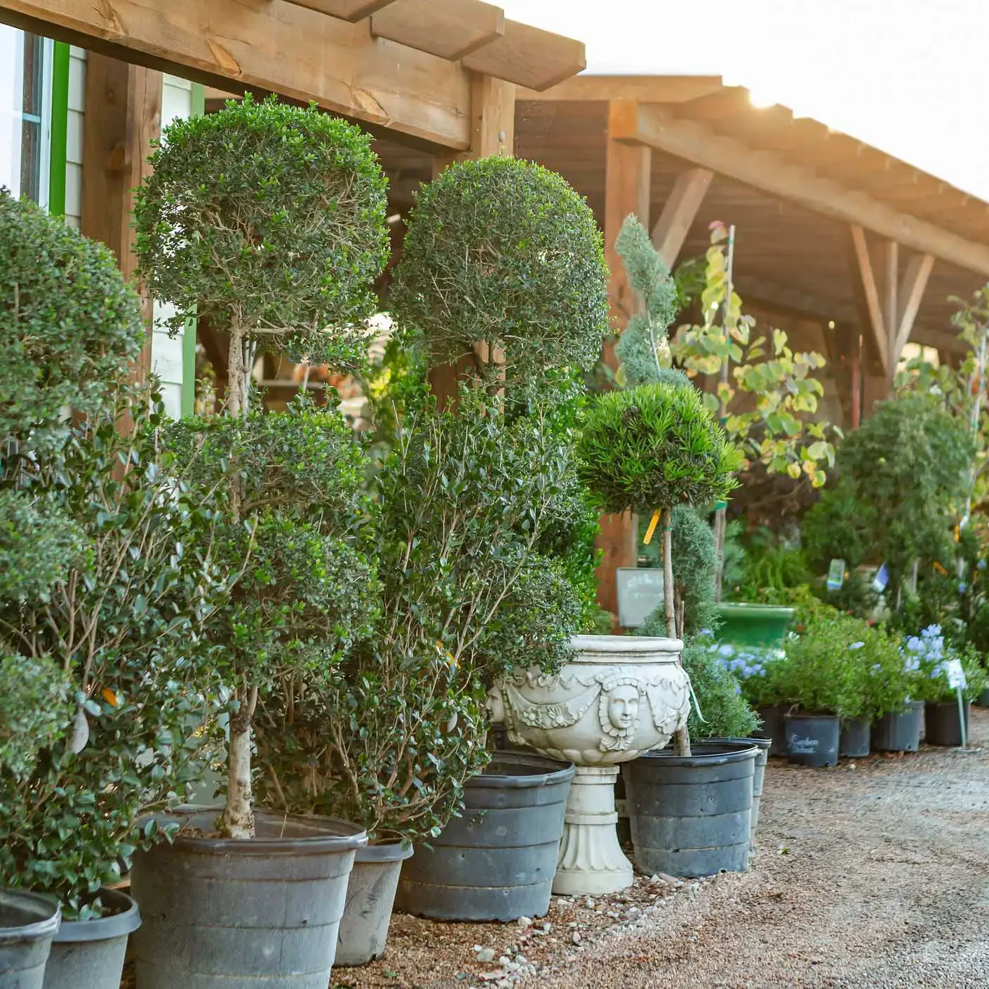 Wholesale Topiaries and Ornamentals Houston, TX Landscape