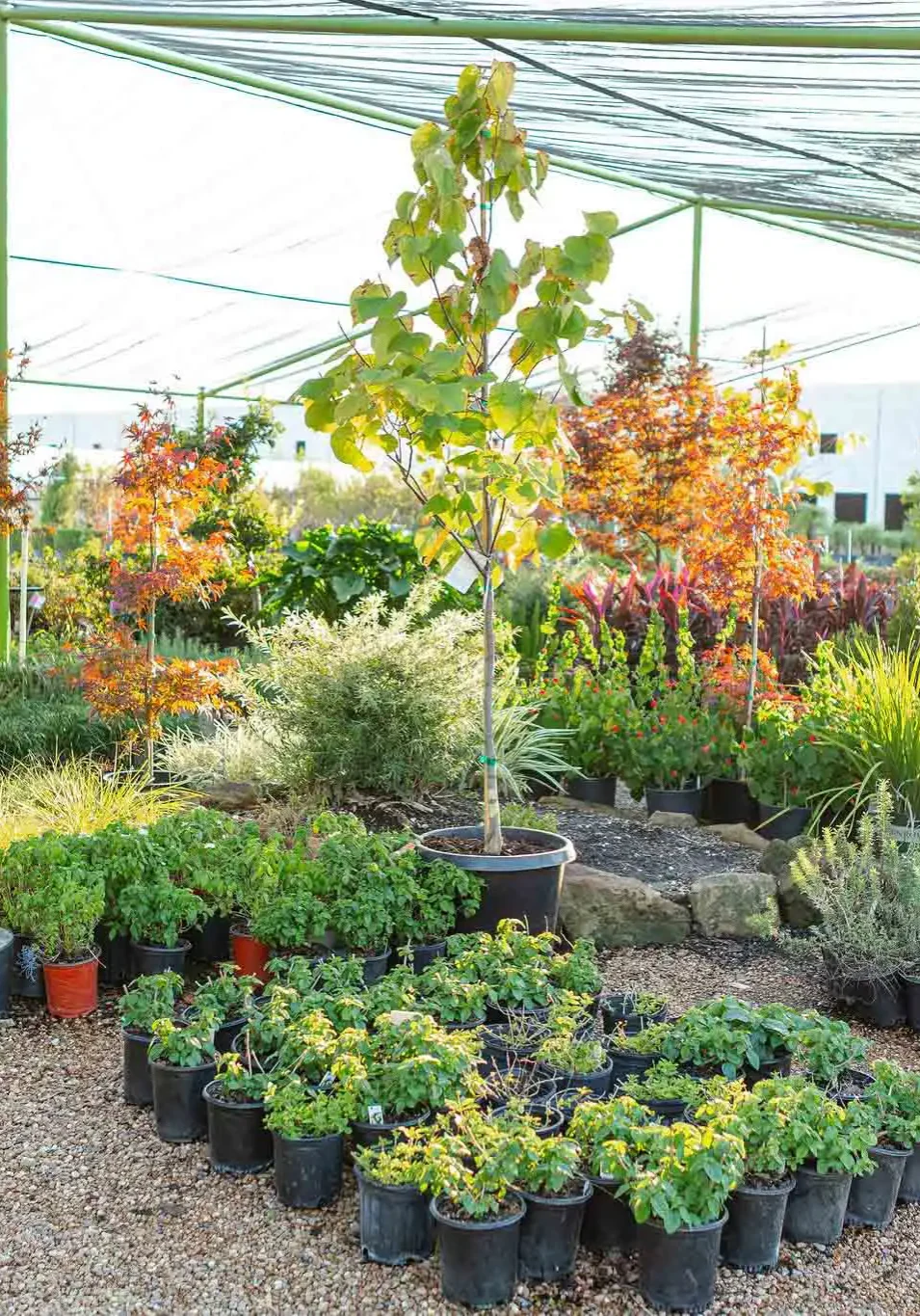 Shadesoftx 26 Wholesale Nursery Houston, TX