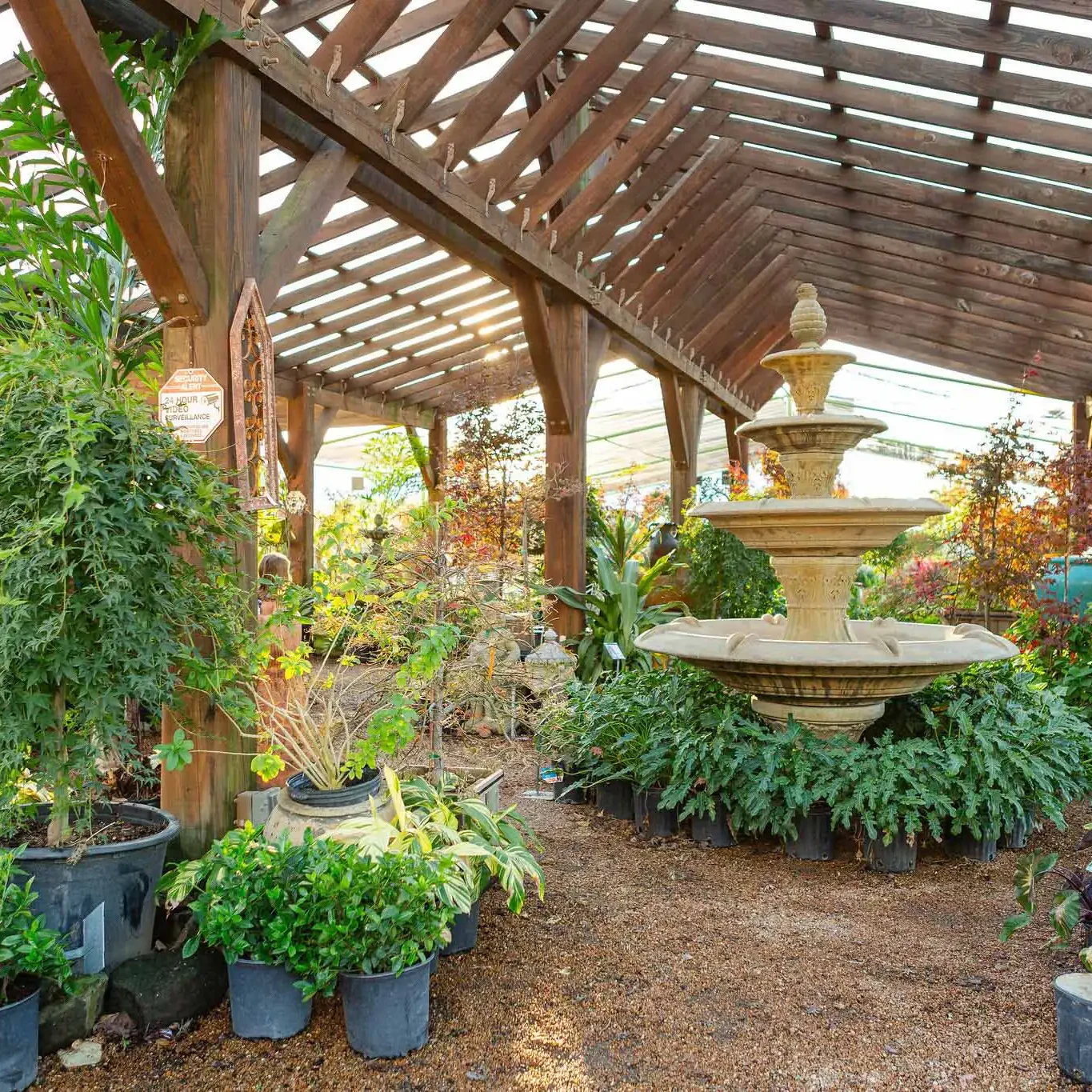 Shadesoftx 29 Wholesale Topiaries and Ornamentals Houston, TX Landscape
