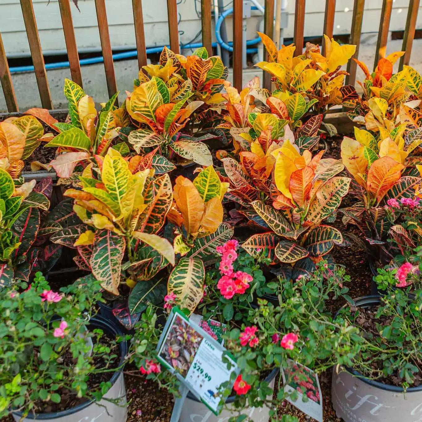 Shadesoftx 33 Wholesale Nursery Houston, TX