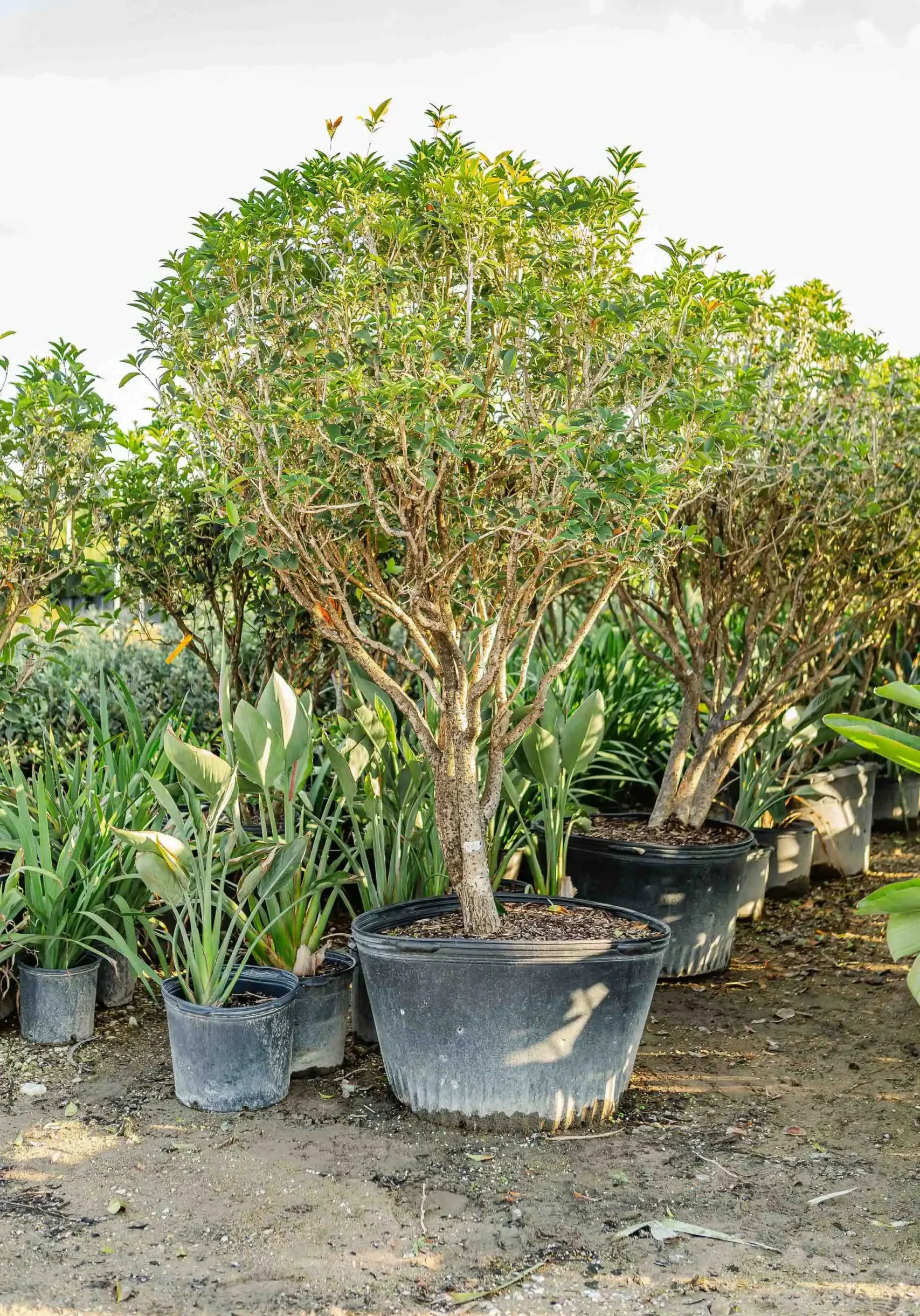 Tree Nurseries The Woodlands, TX