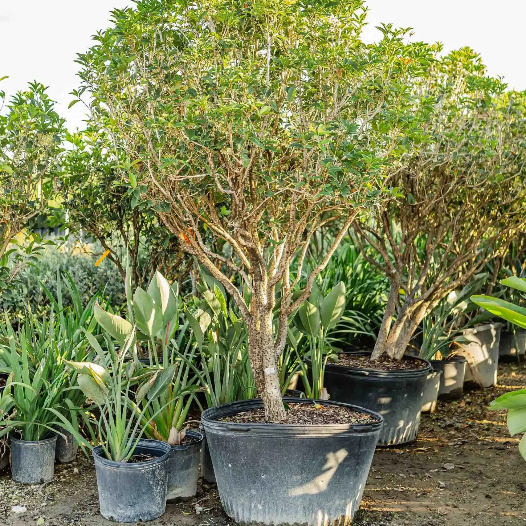 Tree Nurseries The Woodlands, TX