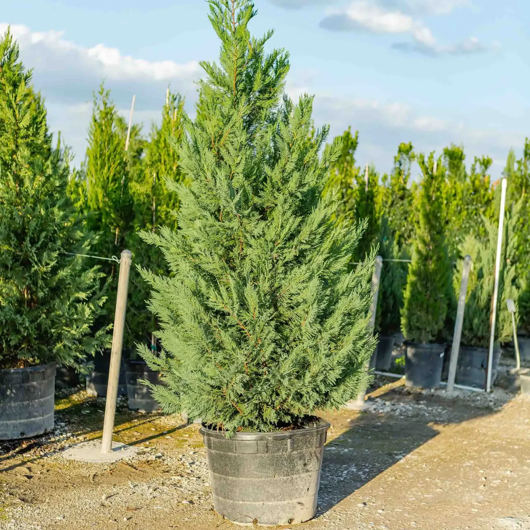 Tree Nurseries Houston, TX